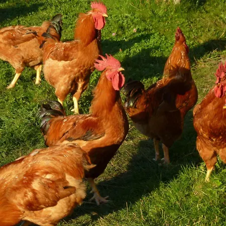 Kwatera prywatna Casa Do Pacio Sabadelle